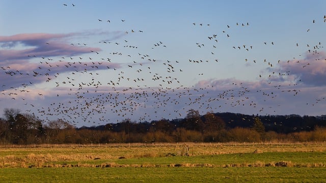 Free download birds wild geese bird migration free picture to be edited with GIMP free online image editor