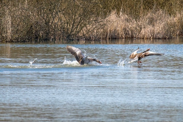 Free download birds wild geese migratory birds free picture to be edited with GIMP free online image editor