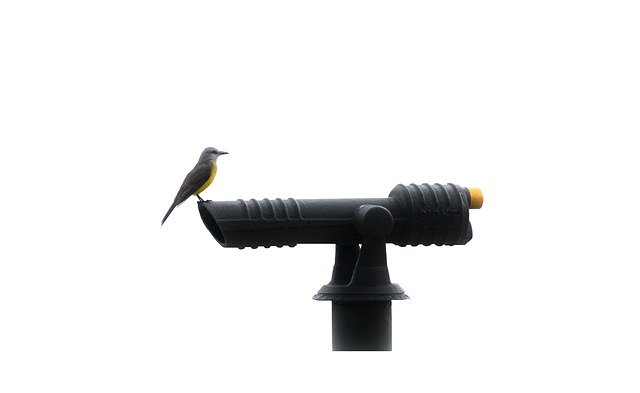 Free download Bird Telescope -  free photo or picture to be edited with GIMP online image editor