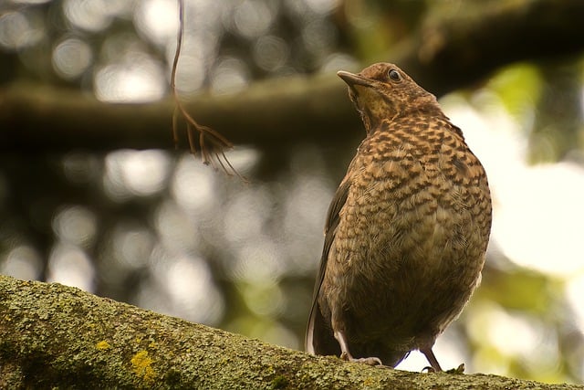 Free download bird thrush black thrush chick free picture to be edited with GIMP free online image editor