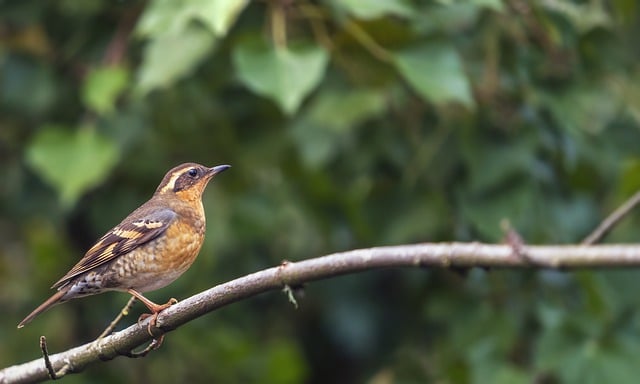 Free download bird thrush forest animal wildlife free picture to be edited with GIMP free online image editor