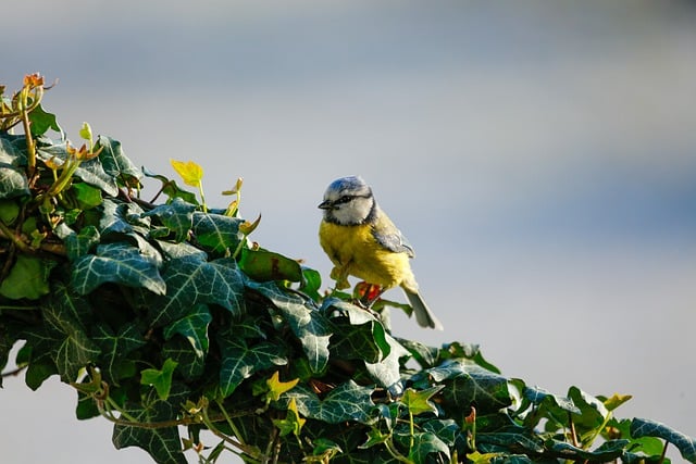 Free download bird tit bird watching blue tit free picture to be edited with GIMP free online image editor