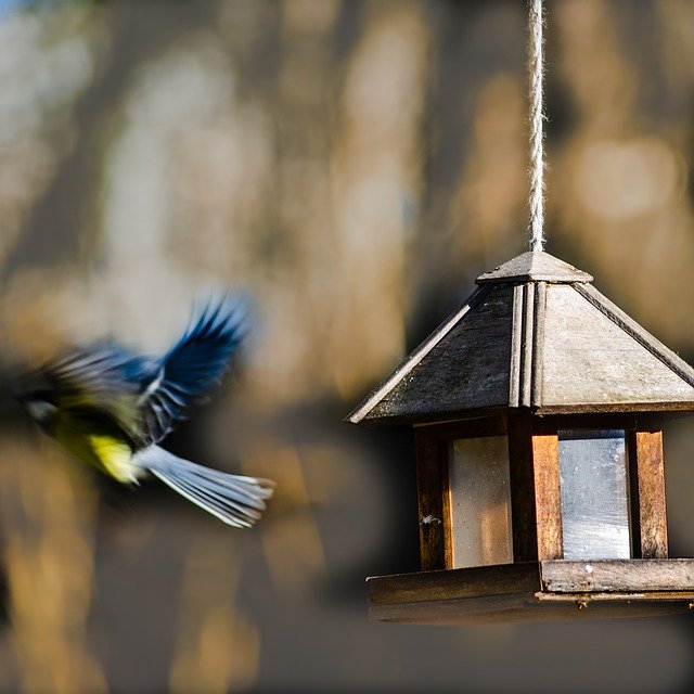 Free download Bird Tit Blue -  free photo or picture to be edited with GIMP online image editor