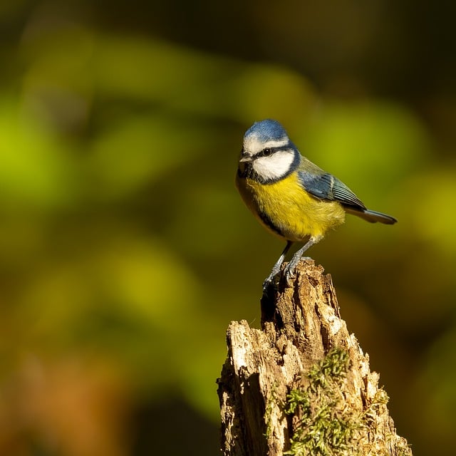 Free download bird tit blue yellow nature fauna free picture to be edited with GIMP free online image editor