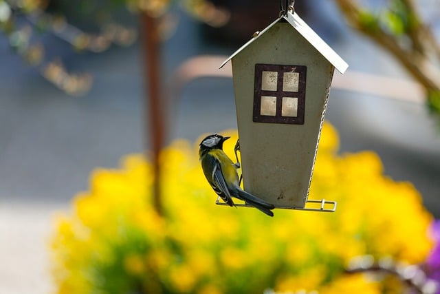 Free download bird tit great tit songbird feed free picture to be edited with GIMP free online image editor