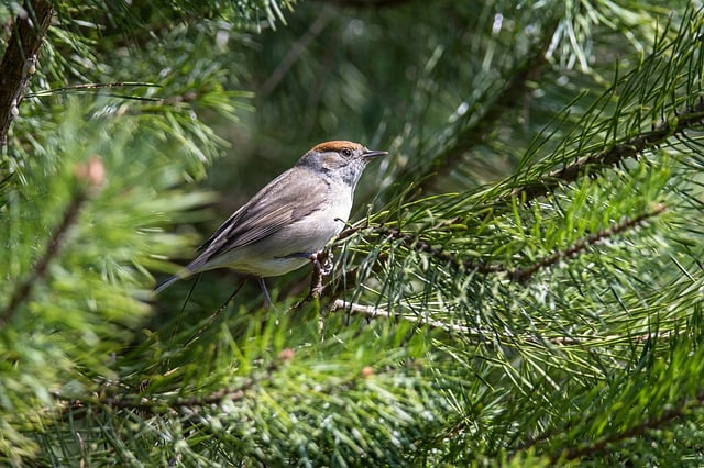 Free download bird tit songbird ornithology free picture to be edited with GIMP free online image editor