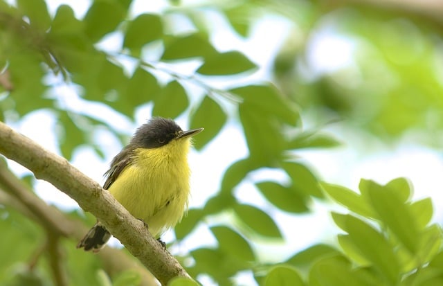 Free download bird tody fly catcher animal free picture to be edited with GIMP free online image editor