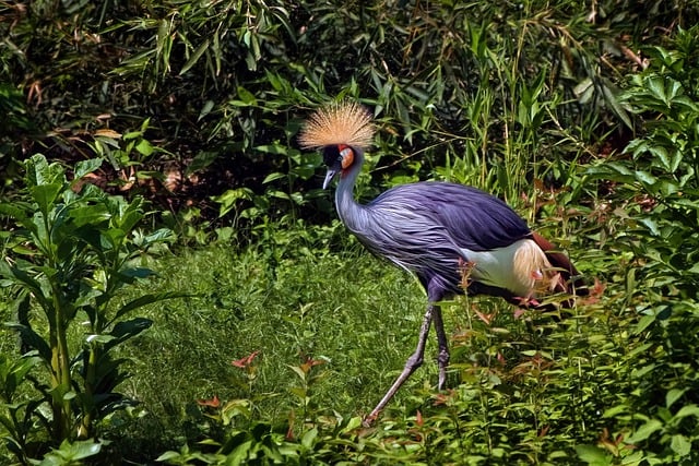 Free download bird tower crane crowned crane free picture to be edited with GIMP free online image editor