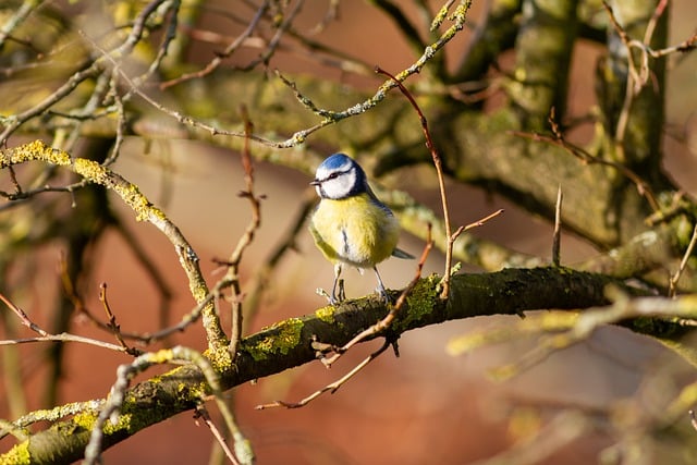 Free download bird tree blue tit tit animal free picture to be edited with GIMP free online image editor