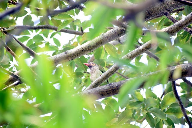 Free download bird tree branch perched wildlife free picture to be edited with GIMP free online image editor