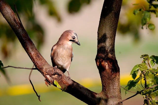 Free download bird tree feathers plumage avian free picture to be edited with GIMP free online image editor