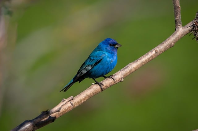 Free download bird tree indigo bunting bunting free picture to be edited with GIMP free online image editor