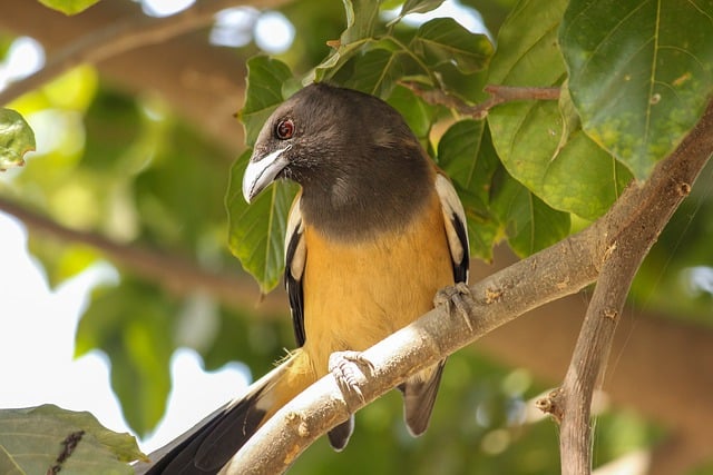 Free download bird tree perched wild wildlife free picture to be edited with GIMP free online image editor