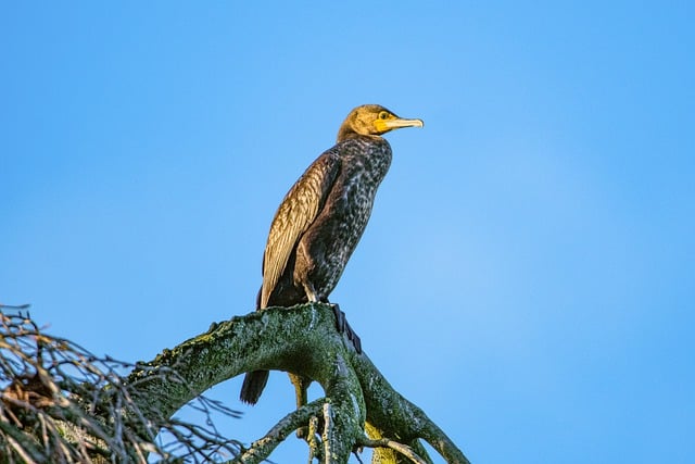 Free download bird tree plumage cormorant beak free picture to be edited with GIMP free online image editor