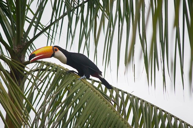 Free download Bird Tropical Brazil -  free photo or picture to be edited with GIMP online image editor