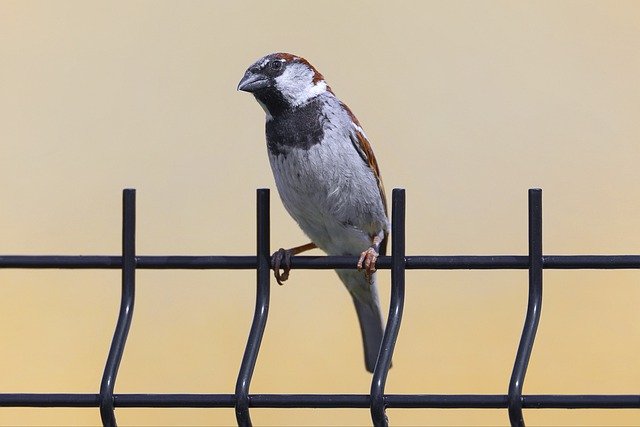 Free download bird true sparrow sparrow plumage free picture to be edited with GIMP free online image editor