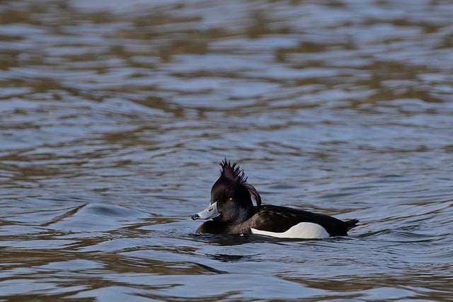 Free download bird tufted duck ornithology lake free picture to be edited with GIMP free online image editor