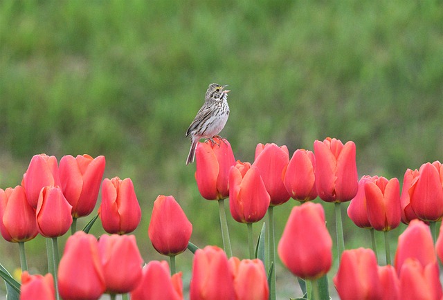 Free download bird tulips flowers free picture to be edited with GIMP free online image editor