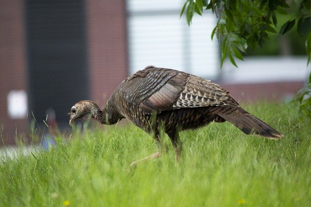 Free download bird turkey wild nature free picture to be edited with GIMP free online image editor