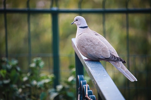 Free download bird turtle dove ornithology free picture to be edited with GIMP free online image editor