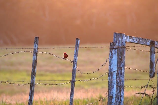 Free download bird vermillion fly catcher fence free picture to be edited with GIMP free online image editor