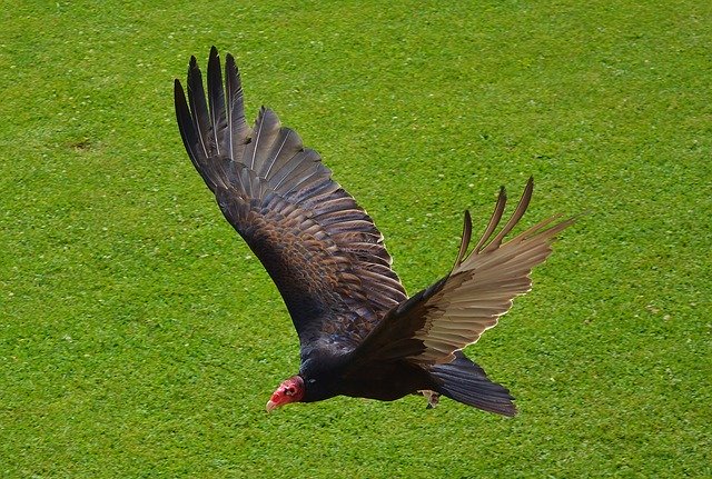 Free download Bird Vulture Animal World -  free photo or picture to be edited with GIMP online image editor