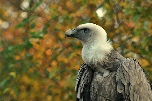 Free download bird vulture bird of prey pens free picture to be edited with GIMP free online image editor