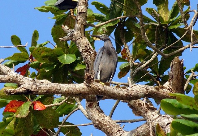 Free download Bird Wader Western Reef Heron -  free photo or picture to be edited with GIMP online image editor