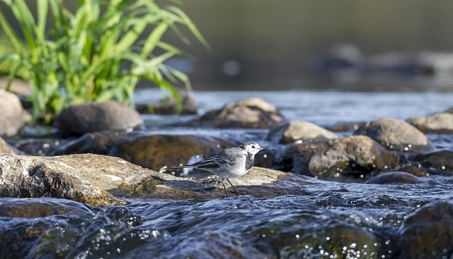 Free download bird wagtail river stone flow free picture to be edited with GIMP free online image editor