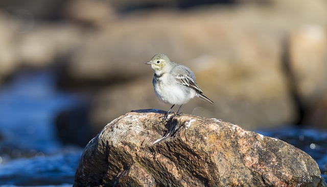 Free download bird wagtail stone animal young free picture to be edited with GIMP free online image editor