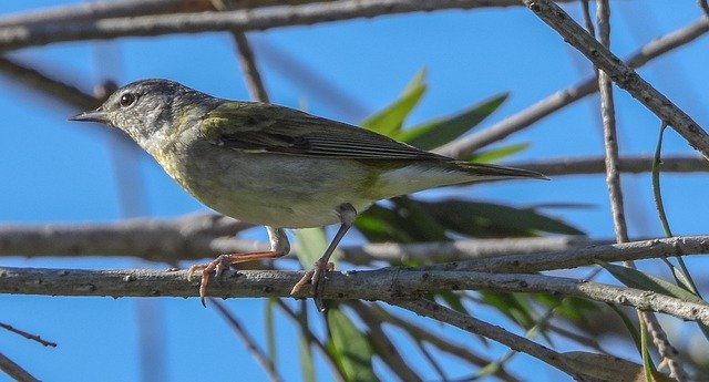 Free download bird warbler ornithology species free picture to be edited with GIMP free online image editor