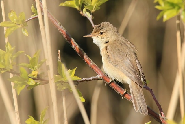 Free download bird warbler reed warbler songbird free picture to be edited with GIMP free online image editor