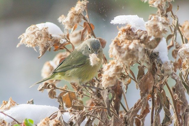 Free download Bird Warbler Worm -  free photo or picture to be edited with GIMP online image editor