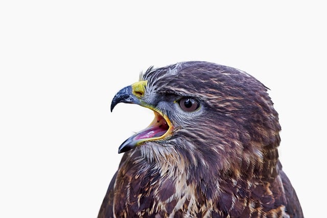 Free download bird watching common buzzard bird free picture to be edited with GIMP free online image editor