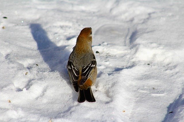 Free download Bird Watching Pine Grosbeak -  free photo or picture to be edited with GIMP online image editor