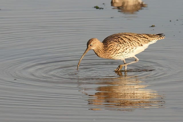 Free download bird waterbird curlew beak bill free picture to be edited with GIMP free online image editor