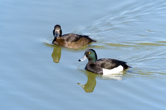 Free download bird water bird ducks tufted duck free picture to be edited with GIMP free online image editor