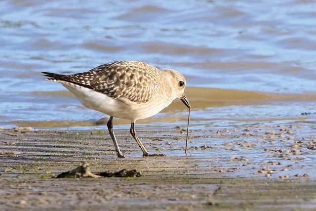 Free download bird waterbird grey plover plover free picture to be edited with GIMP free online image editor