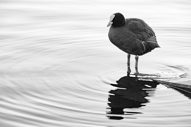 Free download Bird Water Duck -  free photo or picture to be edited with GIMP online image editor