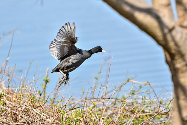 Free download bird waterfowl coot wings flying free picture to be edited with GIMP free online image editor