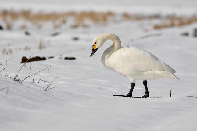 Free download bird waterfowl swan whooper swan free picture to be edited with GIMP free online image editor