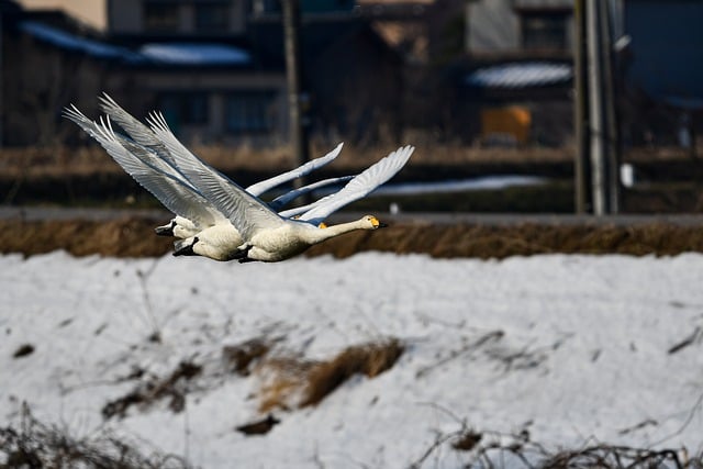 Free download bird waterfowl wings swan free picture to be edited with GIMP free online image editor