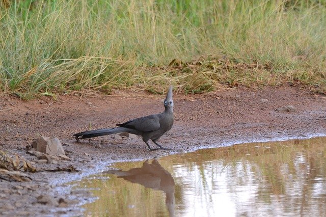 Free download Bird Water Reflection -  free photo or picture to be edited with GIMP online image editor