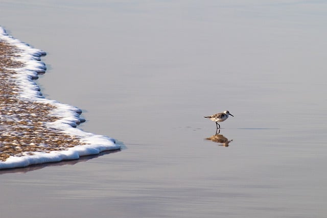 Free download bird wave water nature free picture to be edited with GIMP free online image editor