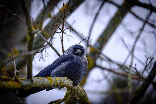 Free download bird western jackdaw ornithology free picture to be edited with GIMP free online image editor