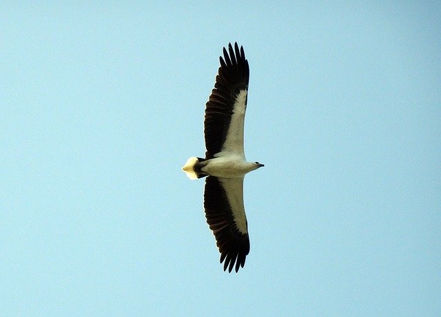 Free download Bird White-Bellied Sea Eagle -  free photo or picture to be edited with GIMP online image editor