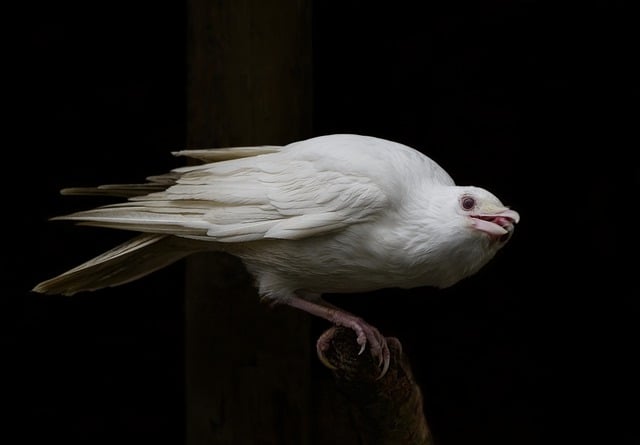 Free download bird white jackdaw albino jackdaw free picture to be edited with GIMP free online image editor