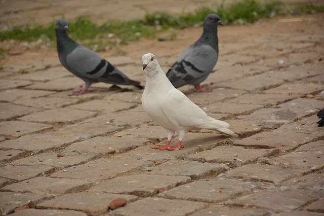 Free download Bird White Piegon -  free photo or picture to be edited with GIMP online image editor