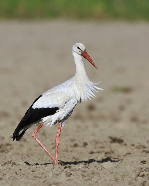 Free download bird white stork ornithology free picture to be edited with GIMP free online image editor