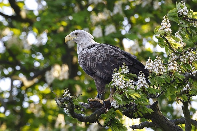 Free download bird white tailed eagle raptor free picture to be edited with GIMP free online image editor